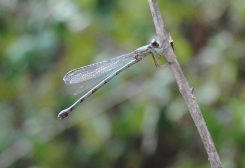 Chalcolestes viridis o parvidens